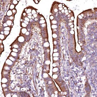 Immunohistochemistry-Paraffin GPR176 Antibody - BSA Free