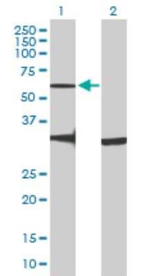 Western Blot: GPR176 Antibody [H00011245-B01P] - Analysis of GPR176 expression in transfected 293T cell line by GPR176 polyclonal antibody.  Lane 1: GPR176 transfected lysate(57.00 KDa). Lane 2: Non-transfected lysate.