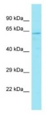 Western Blot: GPR176 Antibody [NBP3-09730] - Western blot analysis of GPR176 in PANC1 Whole Cell lysates. Antibody dilution at 1.0ug/ml