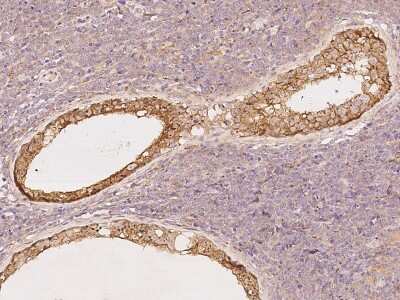 Immunohistochemistry-Paraffin GPR180 Antibody - BSA Free