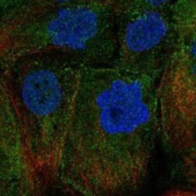Immunocytochemistry/ Immunofluorescence GPR20 Antibody - BSA Free