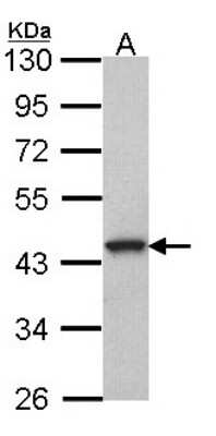 Western Blot: GPR20 Antibody [NBP2-16719] - Sample (30 ug of whole cell lysate) A: A549 10% SDS PAGE gel, diluted at 1:1000.
