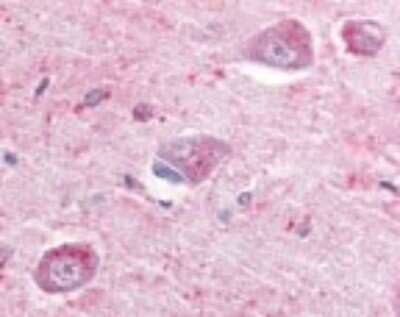 Immunohistochemistry-Paraffin: GPR22 Antibody [NBP1-02319] - IHC analysis of Human Brain, Hippocampus using NBP1-02319 at 10 ug/ml.