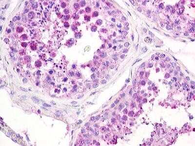 Immunohistochemistry-Paraffin: GPR25 Antibody [NLS378] - Analysis of anti-GPR25 antibody with testis.