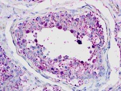 Immunohistochemistry-Paraffin: GPR26 Antibody [NLS555] - Analysis of anti-GPR26 antibody with testis.