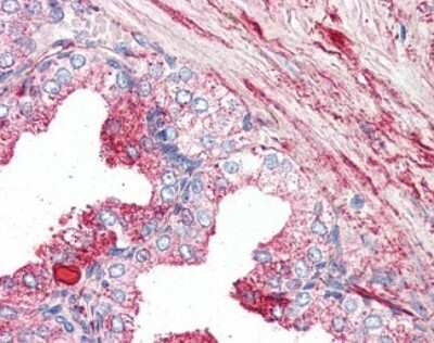 Immunohistochemistry-Paraffin: GPR27 Antibody - BSA Free [NBP2-29388] - Analysis of anti-GPR27 antibody with human prostate at 5 ug/ml.