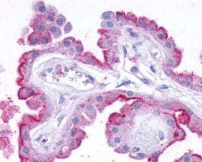 Immunohistochemistry-Paraffin: GPR27 Antibody [NLS496] - Analysis of anti-GPR27 antibody with human brain, choroid plexus.
