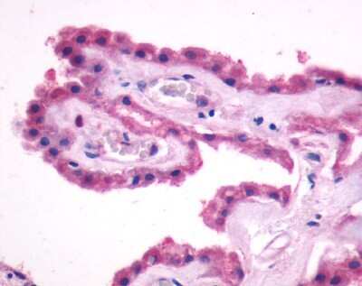 Immunohistochemistry-Paraffin: GPR27 Antibody [NLS496] - Analysis of anti-GPR27 antibody with human brain, choroid plexus at 4 ug/ml.