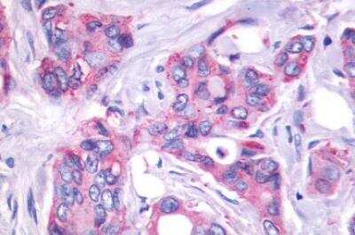 Immunohistochemistry-Paraffin: GPR27 Antibody [NLS496] - Human Pancreas,  formalin-fixed, paraffin-embedded tissue after heat-induced antigen retrieval.