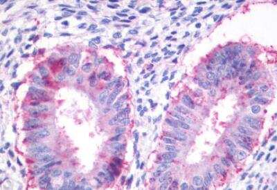 Immunohistochemistry-Paraffin: GPR27 Antibody [NLS496] - Human uterus endometrial glands,formalin-fixed, paraffin-embedded tissue after heat-induced antigen retrieval.