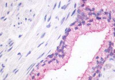 Immunohistochemistry-Paraffin: GPR27 Antibody [NLS496] - Human prostate, formalin-fixed, paraffin-embedded tissue after heat-induced antigen retrieval.