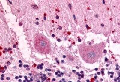 Immunohistochemistry-Paraffin: GPR3 Antibody - BSA Free [NBP1-02376] - Staining of human brain after heat-induced antigen retrieval. Antibody concentration 10 ug/ml.
