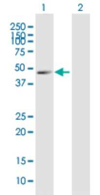 Western Blot: GPR3 Antibody [H00002827-B01P] - Analysis of GPR3 expression in transfected 293T cell line by GPR3 polyclonal antibody.  Lane 1: GPR3 transfected lysate(36.3 KDa). Lane 2: Non-transfected lysate.
