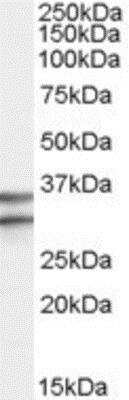 Western Blot: GPR3 Antibody [NBP1-00196] - (0.3ug/ml) staining of Human Brain (Frontal Cortex) lysate (35ug protein in RIPA buffer). Primary incubation was 1 hour. Detected by chemiluminescence.