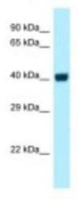 Western Blot: GPR3 Antibody [NBP1-98282] - HCT15 Cell Lysate 1.0ug/ml, Gel Concentration: 12%