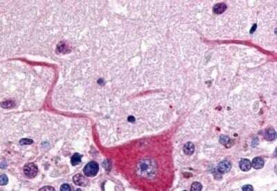 Immunohistochemistry-Paraffin: GPR32 Antibody [NB100-58998] - Analysis of anti-GPR32 antibody with human brain, cerebellum at concentration 20 ug/ml.