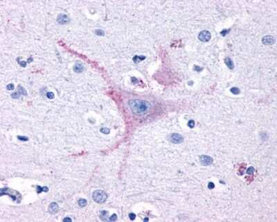 Immunohistochemistry-Paraffin: GPR32 Antibody [NLS1678] - Analysis of anti-GPR32 antibody with human brain, cortex.