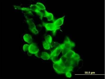 Immunocytochemistry/Immunofluorescence: GPR34 Antibody [H00002857-B01P] - Analysis of purified antibody to GPR34 on 293 cell. (antibody concentration 1 ug/ml)