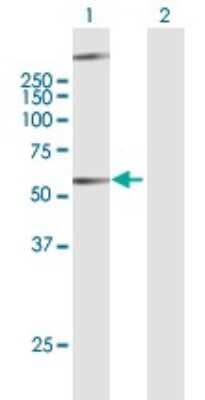 Western Blot GPR34 Antibody