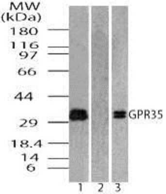 Western Blot: GPR35 Antibody [NBP2-24640] - Analysis of G Protein-Coupled Receptor GPR35 in MCF7 cell lysate in the 1) absence and 2) presence of immunizing peptide 3) RAW using NBP2-24640 at 0.5 ug/ml and 1.0 ug/ml, respectively.