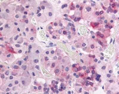 Immunohistochemistry-Paraffin: GPR37L1 Antibody [NBP1-02363] - Staining of human anterior pituitary. Immunohistochemistry of formalin-fixed, paraffin-embedded tissue after heat-induced antigen retrieval. Antibody concentration 10 ug/ml.