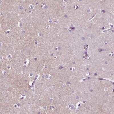 Immunohistochemistry-Paraffin: GPR37L1 Antibody [NBP2-49419] - Staining of human cerebral cortex shows high expression.