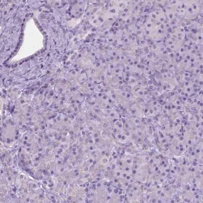 Immunohistochemistry-Paraffin: GPR37L1 Antibody [NBP2-49419] - Staining of human pancreas shows low expression as expected.