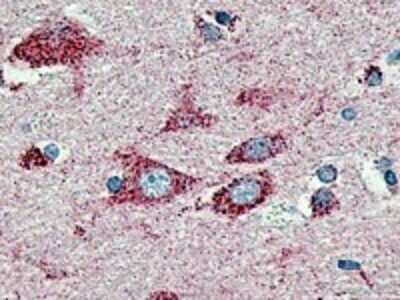 Immunohistochemistry-Paraffin: GPR37L1 Antibody [NLS406] - Analysis of anti-GPR37L1 antibody with brain, cortex at 2.5 ug/ ml.