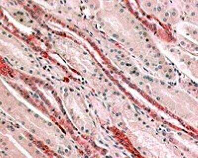 Immunohistochemistry-Paraffin: GPR4 Antibody [NLS143] - Analysis of Kidney, Renal tubules using NLS143 at 8 ug/ ml.