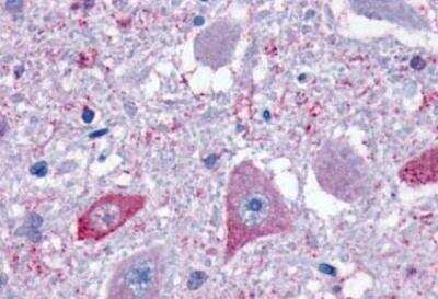 Immunohistochemistry-Paraffin: GPR4 Antibody [NLS143] - Brain Medulla Neurons within Hypoglossal Nucleus.