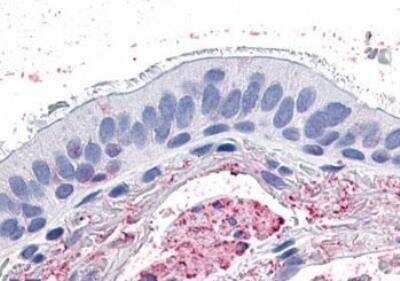 Immunohistochemistry-Paraffin: GPR4 Antibody [NLS144] - Analysis of anti-GPR4 antibody with human lung, respiratory epithelium.