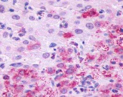 Immunohistochemistry-Paraffin: GPR4 Antibody [NLS144] - Analysis of anti-GPR4 antibody with human kidney, renal tubules.