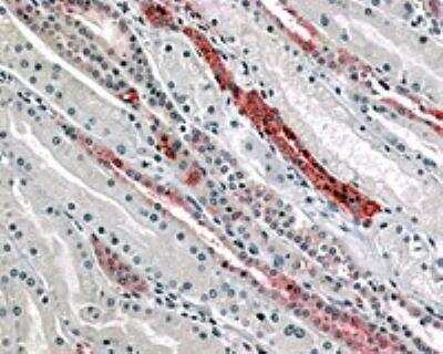 Immunohistochemistry-Paraffin: GPR4 Antibody [NLS144] - Analysis of anti-GPR4 antibody with human kidney, renal tubules at 15 ug/ml.