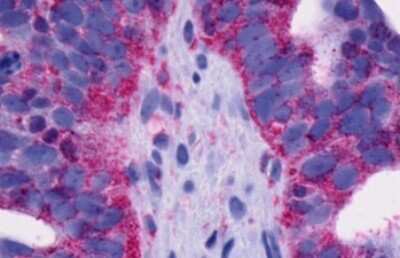 Immunohistochemistry-Paraffin GPR4 Antibody - BSA Free