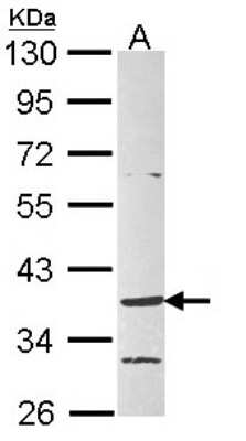 Western Blot: GPR4 Antibody [NBP1-33619] - Sample (30 ug of whole cell lysate) A: Raji 10% SDS PAGE; antibody diluted at 1:1000.