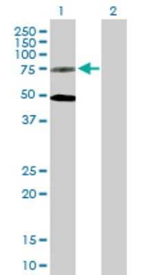 Western Blot: GPR50 Antibody [H00009248-B01P] - Analysis of GPR50 expression in transfected 293T cell line by GPR50 polyclonal antibody.  Lane 1: GPR50 transfected lysate(67.87 KDa). Lane 2: Non-transfected lysate.