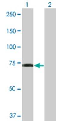 Western Blot: GPR50 Antibody [H00009248-D01P] - Analysis of GPR50 expression in transfected 293T cell line by GPR50 polyclonal antibody.Lane 1: GPR50 transfected lysate(67.40 KDa).Lane 2: Non-transfected lysate.