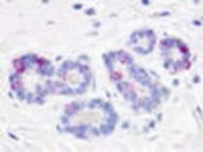 Immunohistochemistry-Paraffin: GPR52 Antibody [NLS3493] - Analysis of anti-GPR52 antibody with human breast, lobules 2.5 ug/ml.