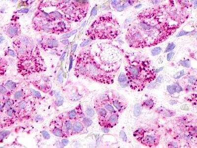 Immunohistochemistry-Paraffin GPR52 Antibody - BSA Free