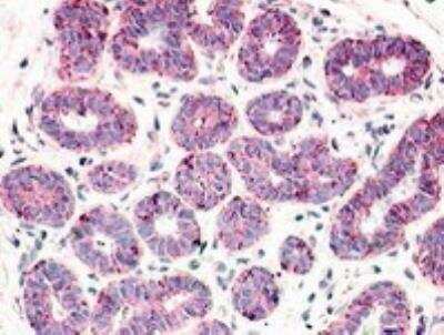Immunohistochemistry-Paraffin GPR52 Antibody - BSA Free
