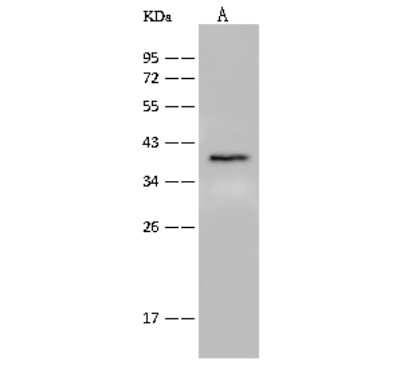 Western Blot: GPR55 Antibody [NBP2-99403] - Anti-GPR55 rabbit polyclonal antibody at 1:500 dilution. Lane A: Mouse brain tissue lysate. Lysates/proteins at 30 ug per lane. Secondary Goat Anti-Rabbit IgG (H+L)/HRP at 1/10000 dilution. Developed using the ECL technique. Performed under reducing conditions. Predicted band size: 37 kDa