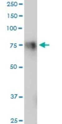 Western Blot: GPR56 Antibody [H00009289-B01P] - Analysis of GPR56 expression in IMR-32.
