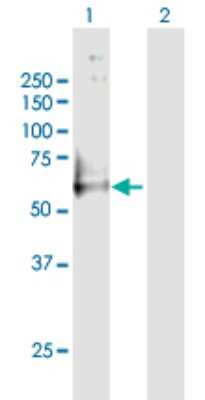 Western Blot: GPR56 Antibody [H00009289-B01P] - Analysis of GPR56 expression in transfected 293T cell line by GPR56 polyclonal antibody.  Lane1:GPR56 transfected lysate(76.23 KDa). Lane2:Non-transfected lysate.