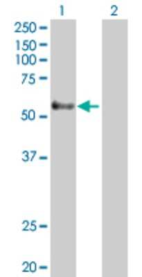Western Blot: GPR56 Antibody [H00009289-D01P] - Analysis of GPR56 expression in transfected 293T cell line by GPR56 polyclonal antibody.Lane 1: GPR56 transfected lysate(77.70 KDa).Lane 2: Non-transfected lysate.