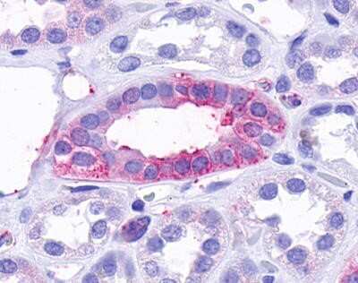 Immunohistochemistry-Paraffin: GPR57 Antibody [NLS2573] - Analysis of anti-TAAR9 antibody with human kidney renal tubules.