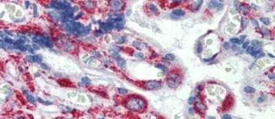 Immunohistochemistry-Paraffin: GPR6 Antibody [NBP1-60013] - Human Placenta Tissue, 5.0ug/ml.