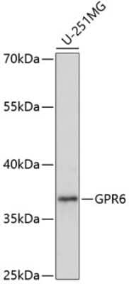 Western Blot GPR6 Antibody - Azide and BSA Free