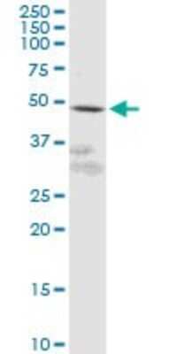 Western Blot: GPR61 Antibody [H00083873-B01P] - Analysis of GPR61 expression in A-431.