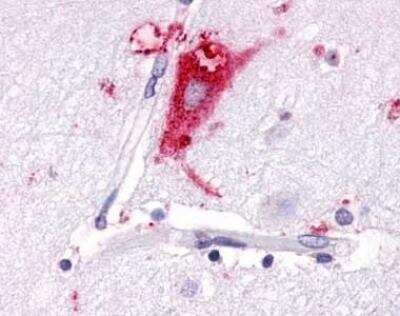 Immunohistochemistry-Paraffin: GPR63 Antibody [NLS6379] - Analysis of anti-GPR63 antibody with brain, neurons and glia at 12 ug/ ml.