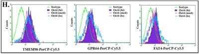 Flow Cytometry: GPR64 Antibody [NBP1-84906] - Characterization of BCC subsets. MDA-MB-231, stably transfected with Oct4-GFP (left panel), was labeled with PE-anti-TMEM-98, -GPR64 and -FAT4 and analyzed by flow cytometry based on the relative GFP levels (n=5). Image collected and cropped by CiteAb from the following publication (//www.nature.com/articles/s41598-017-18834-5#additional-information), licensed under a CC-BY license.